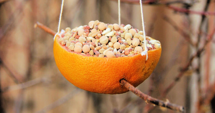 grapefruit bird feeder