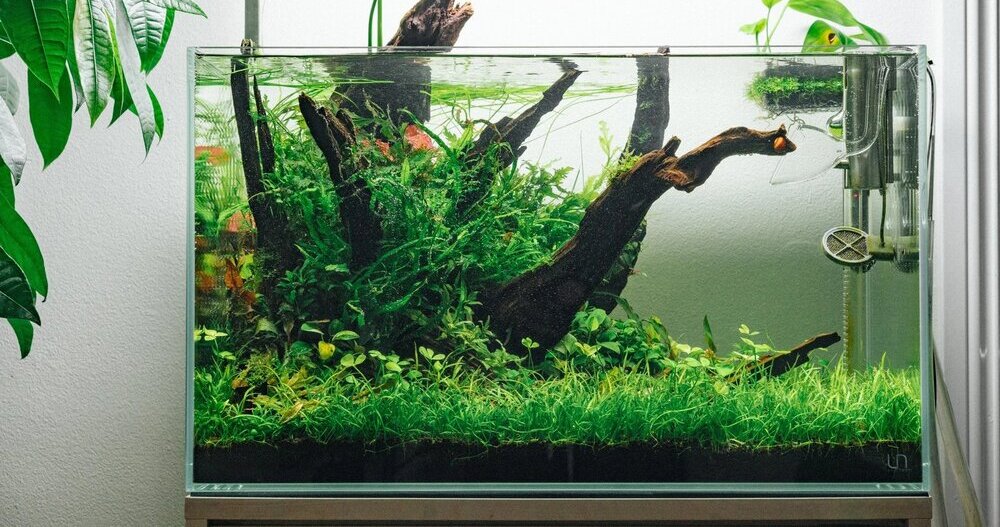 Beginner's guide to setting up an aquarium with live plants - Bunnycart Blog