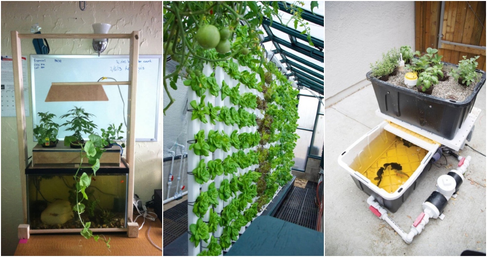 Beginnerâ€™s Guide to Building Your Own Aquaponics System at Home