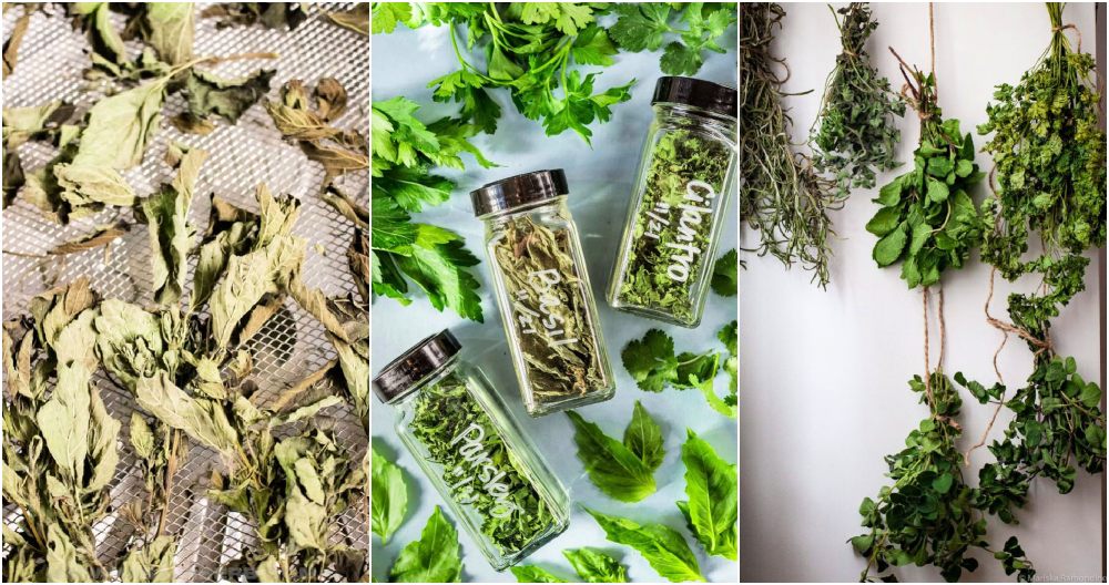 25 Best Ways to Dry Herbs - Learn How To