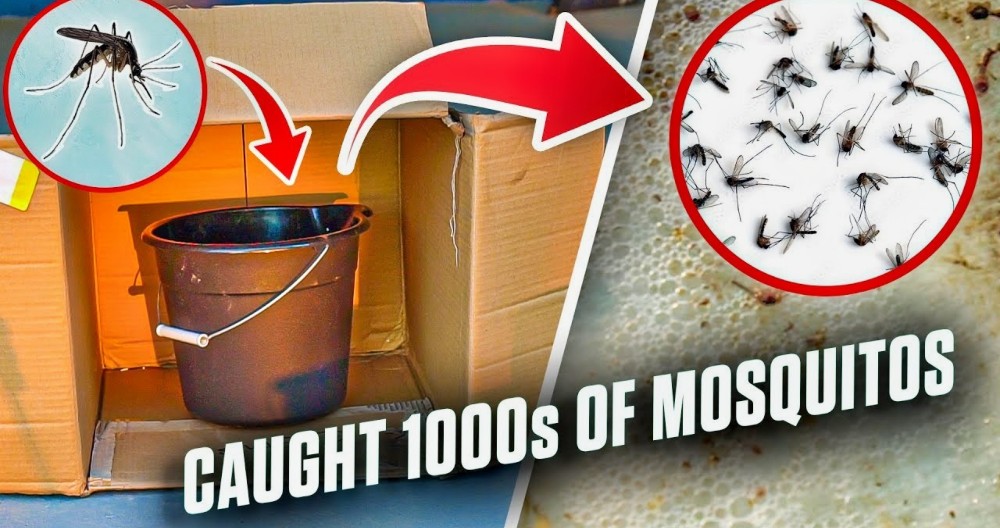 Homemade DIY Mosquito Trap: How To Make A Mosquito Bait