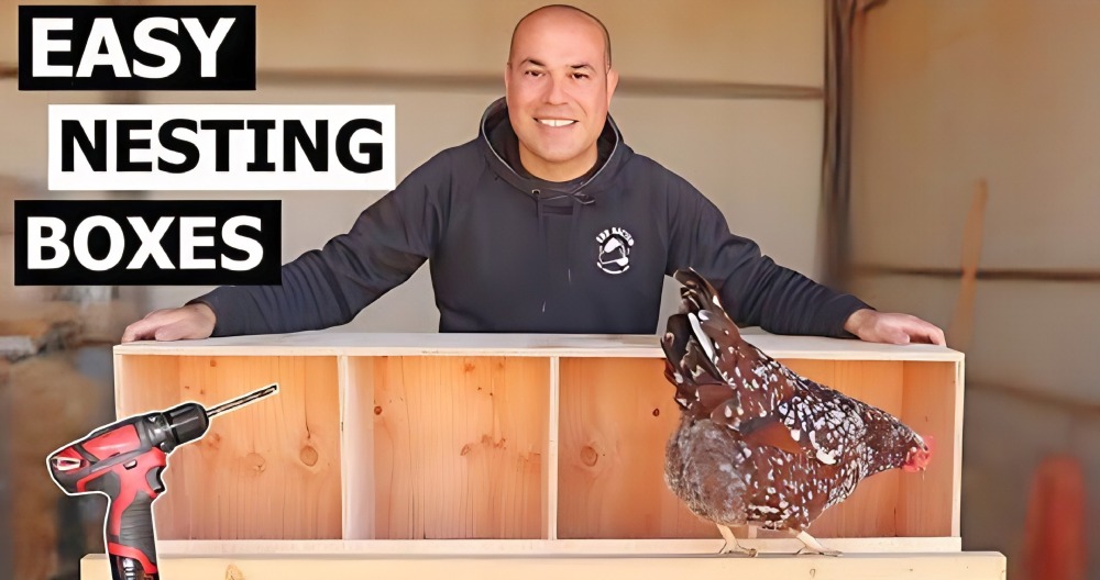 Homemade Diy Chicken Nesting Boxes